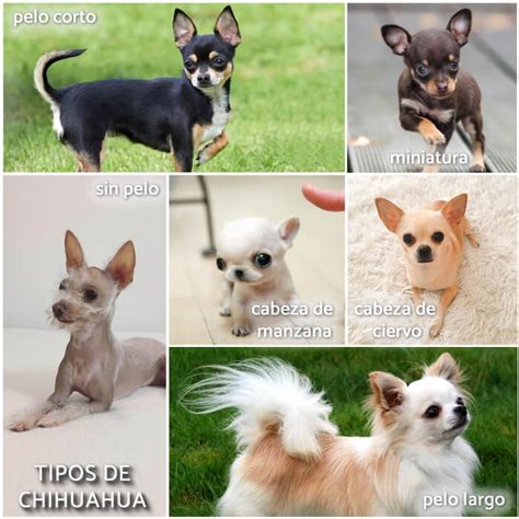 Todos los tipos de Chihuahuas (¡con fotos!).